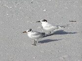 This photo was taken in Southwest Florida. It contrasts the adult Sandwich Tern with a fledged young.