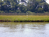 Wetlands in Johnson's Bay