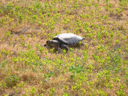 Snapping turtle traveling to lay eggs