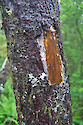 bark scraped away on tree, along walkway leading to Orono bog, Orono, Maine