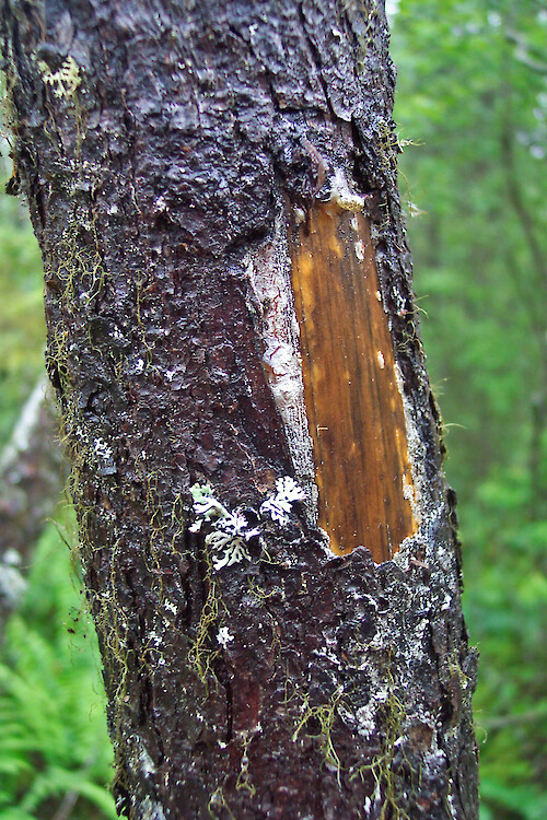 bark scraped away on tree, along walkway leading to Orono bog, Orono, Maine