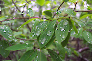 Rain drops on leaves, along path to Orono bog, Orono, Maine