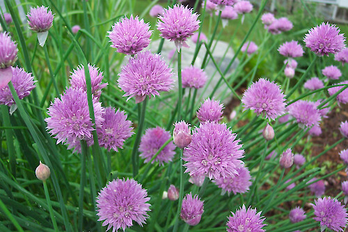 Wild chives on University of Maine campus