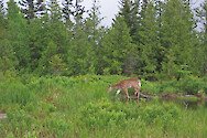 Deer at Stump Pond, Baxter State Park, Maine