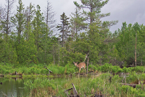 Deer at Stump Pond, Baxter State Park, Maine