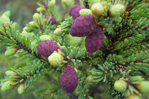 Stunted pine tree cones in Orono bog, Orono, Maine