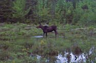 moose, Baxter State Park, Maine