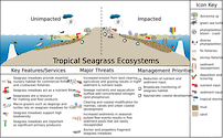 Conceptual diagram of habitats in Tropical Seagrass habitats developed as part of the LOICZ project to look at Land Ocean Interactions in the Coastal Zone