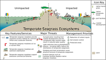 Conceptual diagram of habitats in Temperate Seagrass Ecosystems developed as part of the LOICZ project to look at Land Ocean Interactions in the Coastal Zone