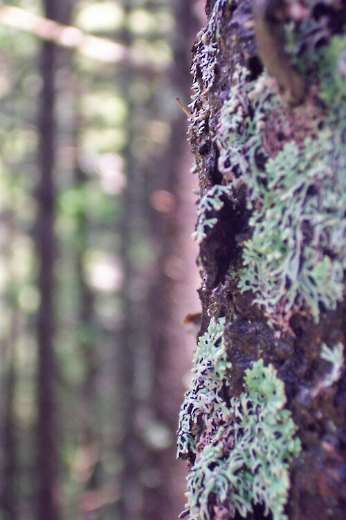 moss on tree along hiking trail on western side of Acadia National Park, Maine
