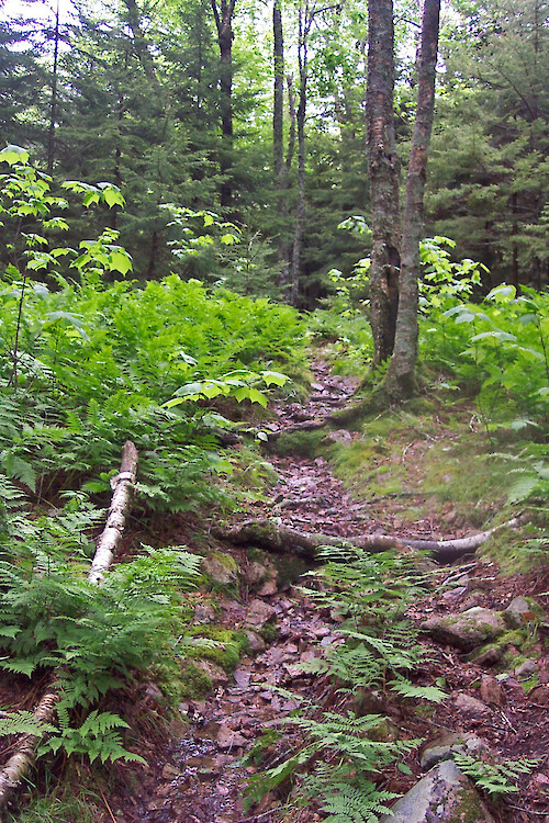 Hiking trail, western side of Acadia National Park, Maine