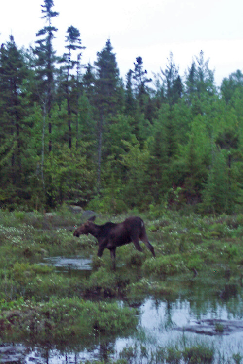 moose, Baxter State Park, Maine