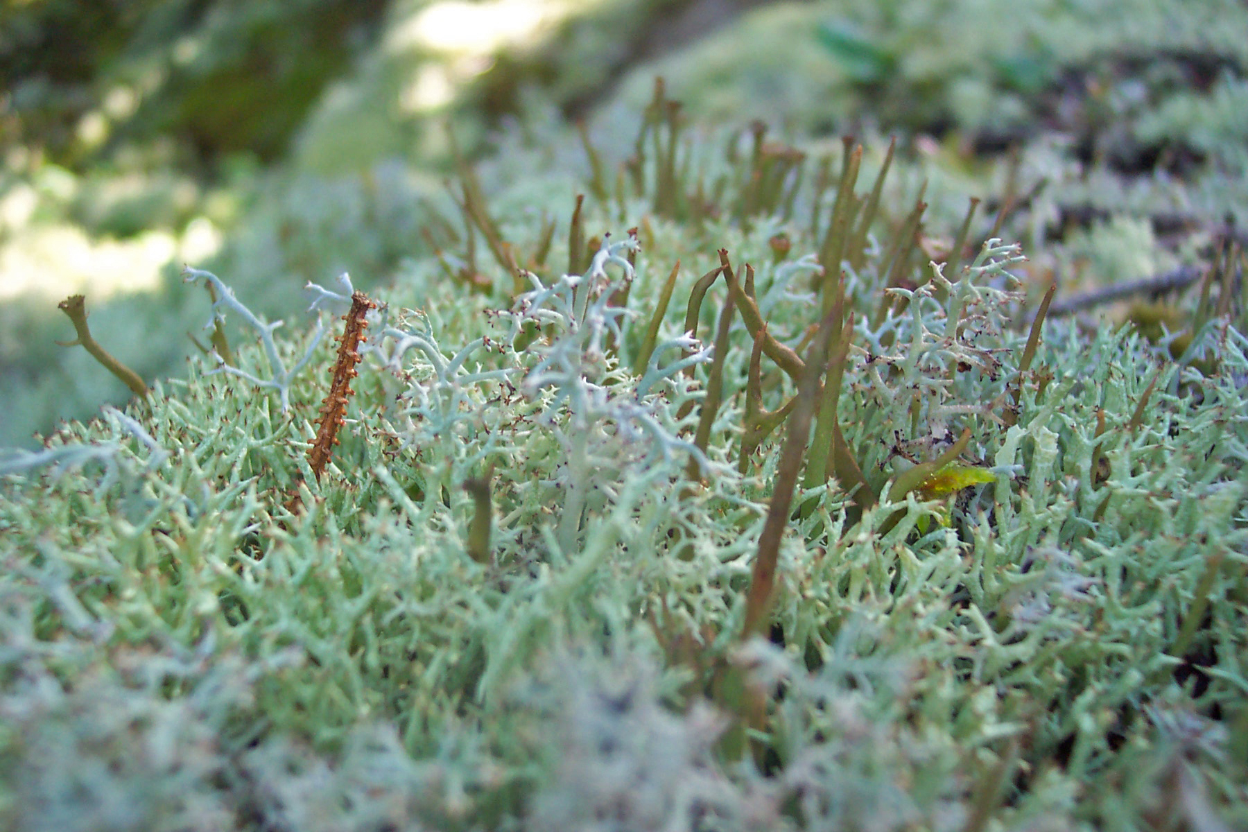 Moss - Acadia National Park (U.S. National Park Service)