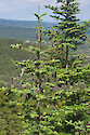 Balsam fir with cones, top of Bernard Mountain, Acadia National Park, Maine