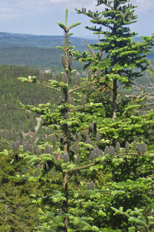 Balsam fir with cones, top of Bernard Mountain, Acadia National Park, Maine