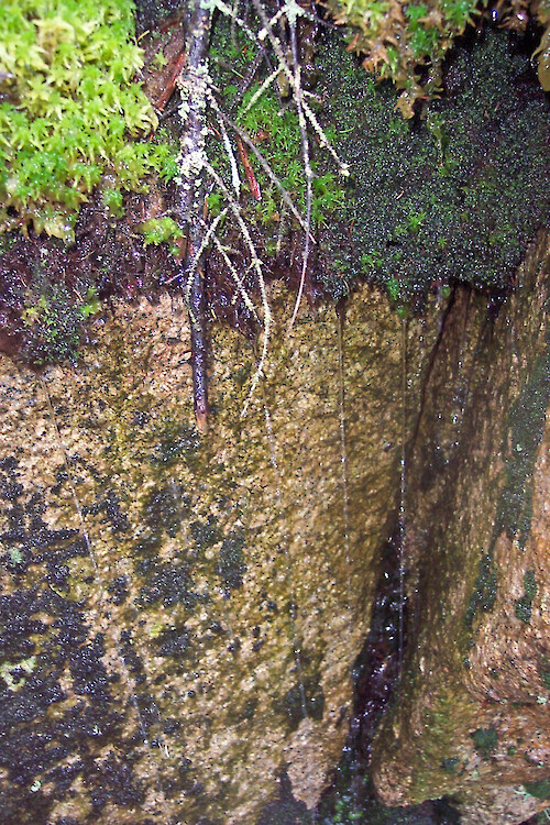 Water dripping off rock along hiking trail on western side of Acadia National Park, Maine