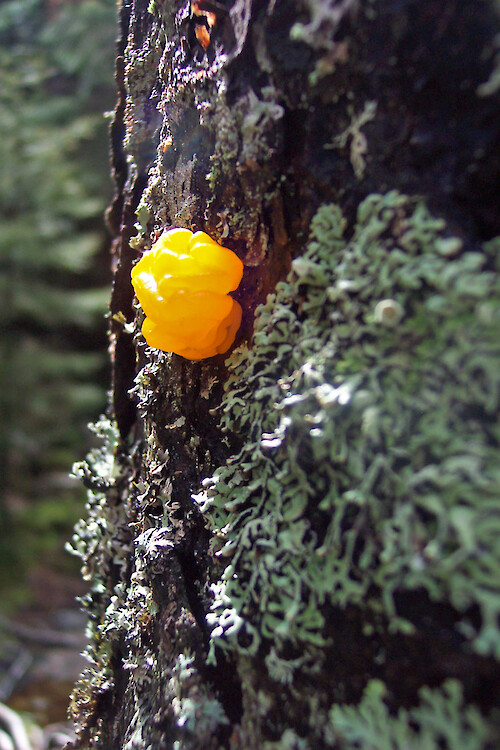 Some kind of fungus? on tree trunk along hiking trail, western side of Acadia National Park, Maine
