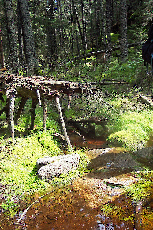 Moss along stream, western side of Acadia National Park, Maine