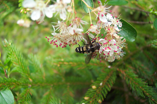 Hover fly on flower along hiking trail on western side of Acadia National Park, Maine