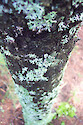 Lichen on tree trunk along hiking trail on western side of Acadia National Park, Maine