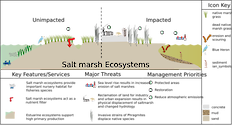 Conceptual diagram of habitats in Temperate Salt Marsh developed as part of the LOICZ project to look at Land Ocean Interactions in the Coastal Zone