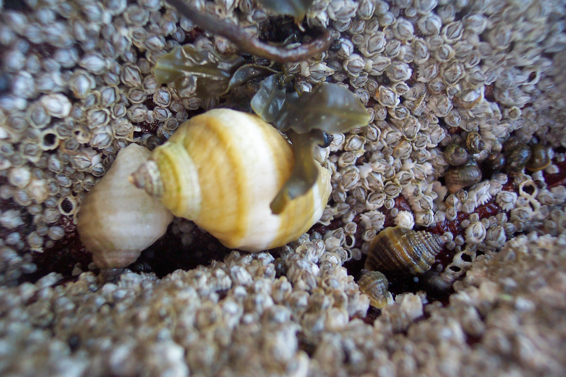 Snails and barnacles, Acadia National Park, Maine Media Library Integration and Application