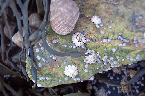 Organisms living on rocks at Bass Harbor Head Light, Acadia National Park, Maine