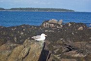 Seagull at Sea Wall, Acadia National Park, Maine