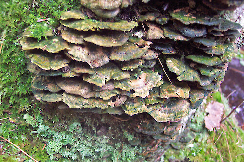 Fungus on tree trunk along hiking trail on western side of Acadia National Park, Maine