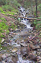Stream along hiking trail on western side of Acadia National Park, Maine