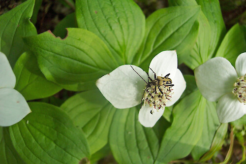 Bug on bunchberry flower along hiking trail on western side of Acadia National Park, Maine