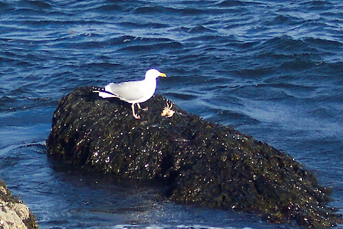 Seagull eating a crab on rocks at Bass Harbor Head Light, Acadia National Park, Maine