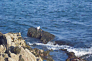 Seagull eating a crab on rocks at Bass Harbor Head Light, Acadia National Park, Maine