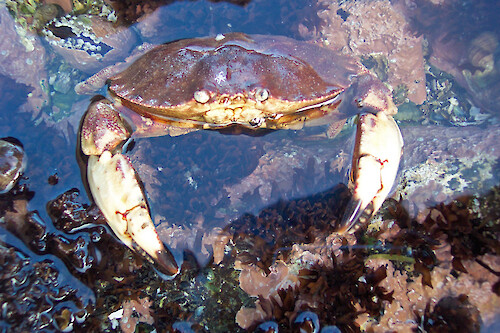Crab among rocks at Bass Harbor Head Light, Acadia National Park, Maine