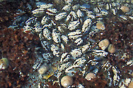 Red algae, mussels, barnacles and snails living on rocks at Bass Harbor Head Light, Acadia National Park, Maine
