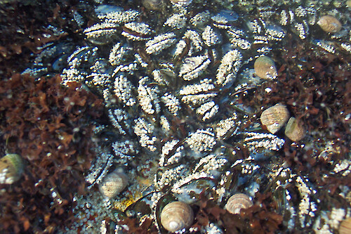 Red algae, mussels, barnacles and snails living on rocks at Bass Harbor Head Light, Acadia National Park, Maine