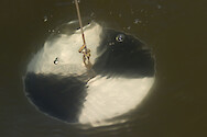 A secchi disk being lowered into the water to measure water clarity