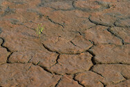 Cracked marsh sediment in the Maryland Coastal Bays