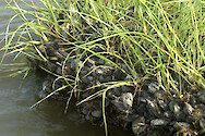 Zebra Mussels (Dreissena polymorpha) in the Maryland Coastal Bays