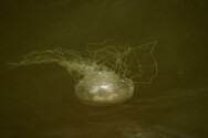 Jellyfish in the Maryland Coastal Bays