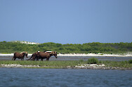 Wild ponies inhabit many areas of the Maryland Coastal Bays