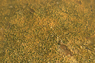 A dense layer of oxygen bubbles formed from a benthic algal/bacterial mat