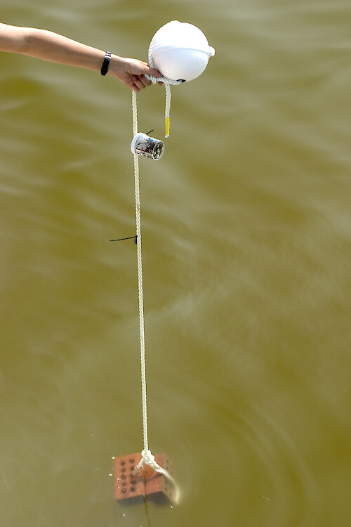 The setup consists of a buoy, rope, perforated plastic cup (cabled tied to the rope), a fishing sinker (also cable tied to the rope) to keep the chamber from floating to the surface and a heavy weight (bricks) at the bottom