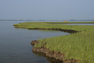 Eroding marsh in the Maryland Coastal Bays