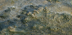 Thick matt of benthic microalgae