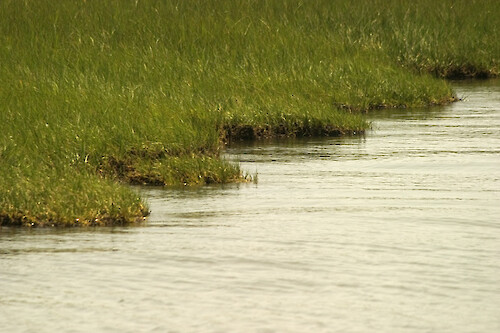 Typical scalloped pattern of an eroding marsh