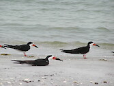 Black Skimmers resting on the beach in South Florida