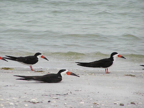 Black Skimmers resting on the beach in South Florida
