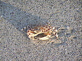 This photo was taken on Manasota Key in Southwest Florida. It is a Calico Box Crab or Leopard Crab. Hepatius epheliticus
