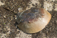 Horshoe Crab